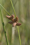 Sturdy bulrush